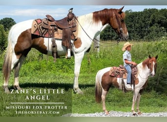 Missouri Foxtrotter, Mare, 14 years, 15 hh, Tobiano-all-colors