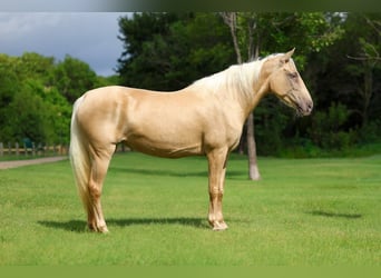 Missouri Foxtrotter, Mare, 14 years, Champagne