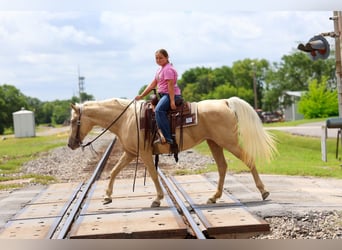 Missouri Foxtrotter, Mare, 14 years, Champagne