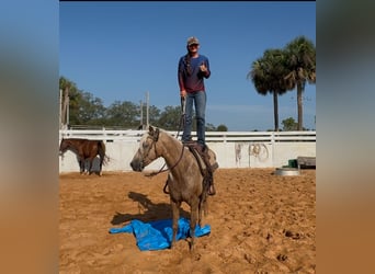 Missouri Foxtrotter, Mare, 15 years, 15 hh, Palomino