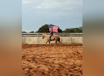 Missouri Foxtrotter, Mare, 15 years, 15 hh, Palomino