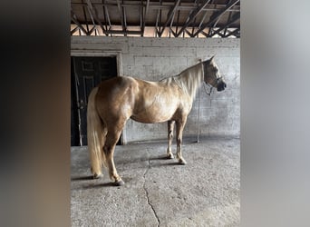 Missouri Foxtrotter, Mare, 15 years, 15 hh, Palomino