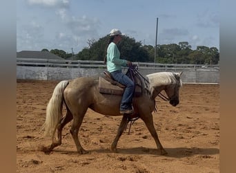 Missouri Foxtrotter, Mare, 15 years, 15 hh, Palomino