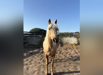 Missouri Foxtrotter, Mare, 15 years, 15 hh, Palomino