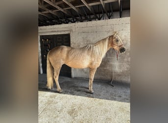 Missouri Foxtrotter, Mare, 15 years, 15 hh, Palomino