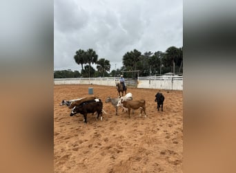 Missouri Foxtrotter, Mare, 15 years, 15 hh, Palomino