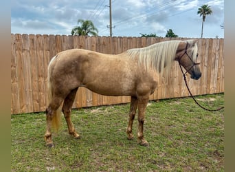 Missouri Foxtrotter, Mare, 15 years, 15 hh, Palomino