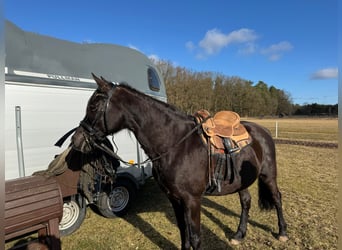 Missouri Foxtrotter, Mare, 17 years, 14.2 hh, Black