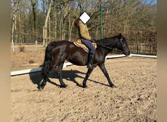 Missouri Foxtrotter, Mare, 17 years, 14,2 hh, Black