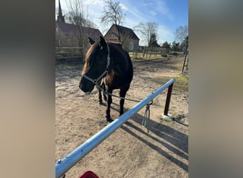 Missouri Foxtrotter, Mare, 17 years, 14,2 hh, Black