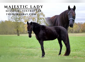 Missouri Foxtrotter, Mare, 17 years, 15 hh, Black