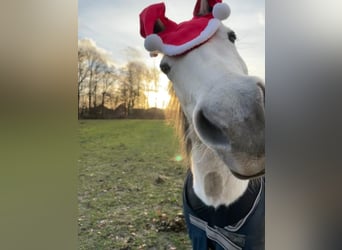 Missouri Foxtrotter, Mare, 19 years, 14,2 hh, Gray-Dapple