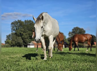 Missouri Foxtrotter, Mare, 19 years, 14.2 hh, Roan-Blue