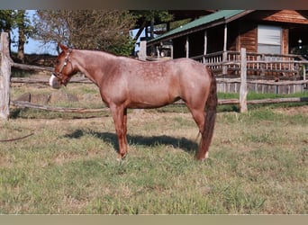 Missouri Foxtrotter, Mare, 4 years, 13,1 hh, Roan-Red