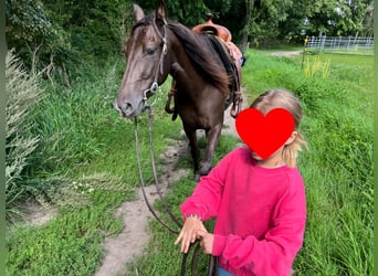 Missouri Foxtrotter, Mare, 4 years, 15.1 hh, Brown