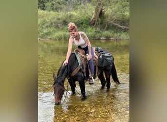 Missouri Foxtrotter, Stute, 4 Jahre, 15 hh, Rotbrauner