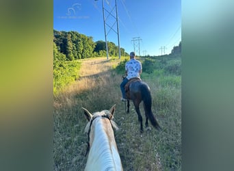 Missouri Foxtrotter, Stute, 4 Jahre, 15 hh, Rotbrauner