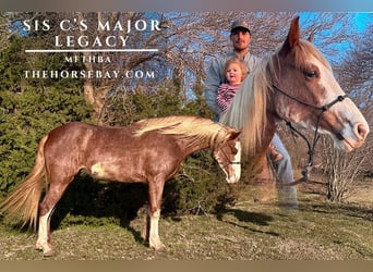 Missouri Foxtrotter, Mare, 4 years, 15,1 hh, Sabino