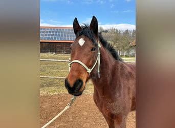 Missouri Foxtrotter, Mare, 5 years, 14,1 hh, Bay-Dark