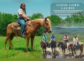 Missouri Foxtrotter, Mare, 5 years, 14.1 hh, Palomino