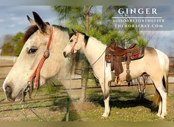 Missouri Foxtrotter, Mare, 5 years, Buckskin