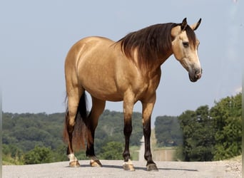 Missouri Foxtrotter, Mare, 8 years, 14.3 hh, Buckskin