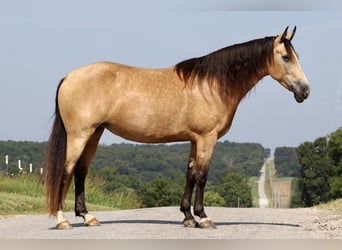 Missouri Foxtrotter, Mare, 8 years, 14.3 hh, Buckskin