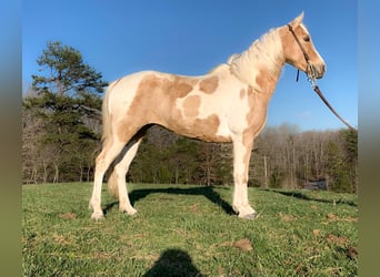 Missouri Foxtrotter, Mare, 8 years, 14 hh, Tobiano-all-colors