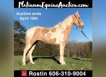 Missouri Foxtrotter, Mare, 8 years, 14 hh, Tobiano-all-colors