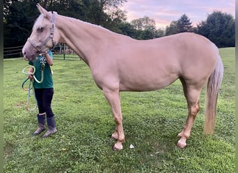 Missouri Foxtrotter, Mare, 8 years, 15 hh, Champagne