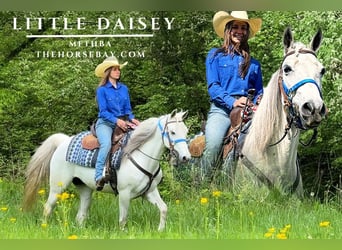 Missouri Foxtrotter, Mare, 9 years, 14,2 hh, Gray