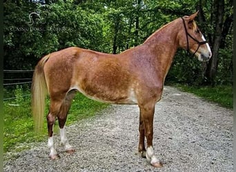 Missouri Foxtrotter, Merrie, 11 Jaar, 152 cm, Roodvos