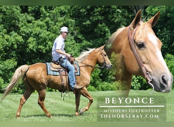 Missouri Foxtrotter, Merrie, 12 Jaar, 152 cm, Palomino