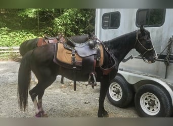 Missouri Foxtrotter, Merrie, 13 Jaar, 142 cm, Sabino