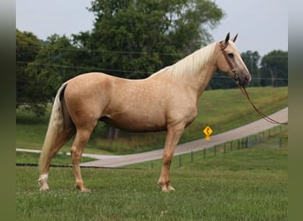 Missouri Foxtrotter, Merrie, 13 Jaar, Palomino