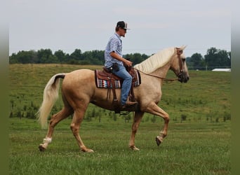 Missouri Foxtrotter, Merrie, 13 Jaar, Palomino