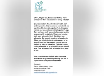 Missouri Foxtrotter, Merrie, 13 Jaar, Palomino