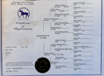 Missouri Foxtrotter, Merrie, 14 Jaar, 142 cm, Roodbruin