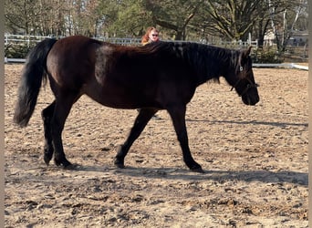 Missouri Foxtrotter, Merrie, 17 Jaar, 148 cm, Zwart