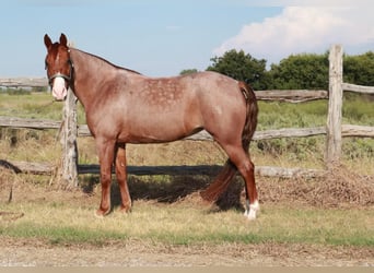 Missouri Foxtrotter, Merrie, 4 Jaar, Roan-Red