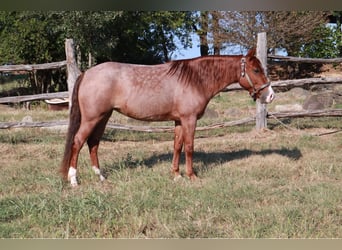 Missouri Foxtrotter, Merrie, 4 Jaar, Roan-Red