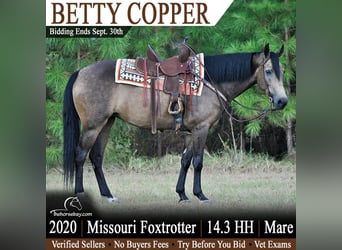 Missouri Foxtrotter, Merrie, 6 Jaar, 150 cm, Buckskin