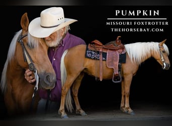 Missouri Foxtrotter, Merrie, 7 Jaar, 142 cm, Palomino