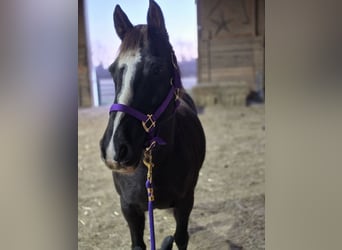 Missouri Foxtrotter, Merrie, 8 Jaar, 142 cm, Zwart