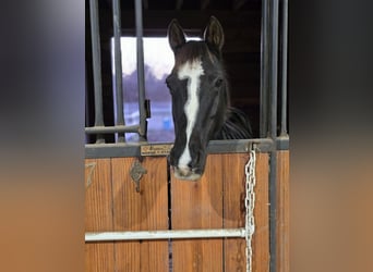 Missouri Foxtrotter, Merrie, 8 Jaar, 142 cm, Zwart