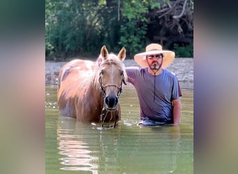 Missouri Foxtrotter, Ruin, 10 Jaar, 155 cm, Palomino