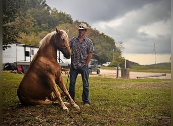 Missouri Foxtrotter, Ruin, 10 Jaar, 155 cm, Palomino