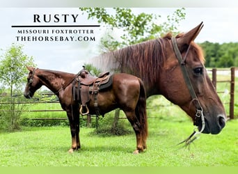 Missouri Foxtrotter, Ruin, 11 Jaar, 152 cm, Donkere-vos
