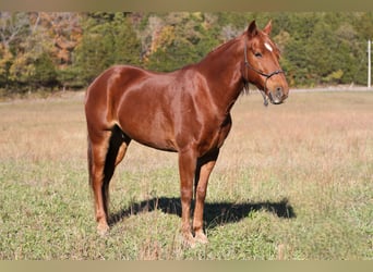 Missouri Foxtrotter, Ruin, 13 Jaar, 145 cm, Donkere-vos