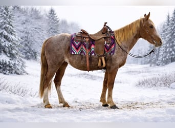 Missouri Foxtrotter, Ruin, 13 Jaar, 150 cm, Roan-Red